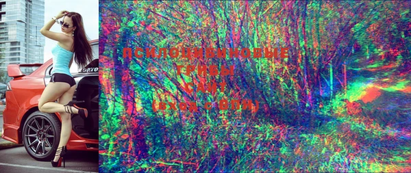сатива Гусиноозёрск
